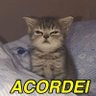 Reidelas Delas profil fotoğrafı