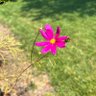rosy profil fotoğrafı