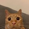Kat4Kat's profile picture