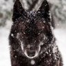 DarkWolf 的头像