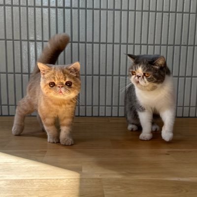 syogetaro's profile picture