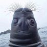 prof Punky. profil fotoğrafı