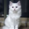 Mano Manobilli 的头像