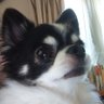 オレディオンヌ 的头像