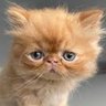 TAROMAR (IRANIAN CAT)'s profile picture