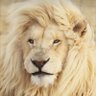 hossam hekial profil fotoğrafı