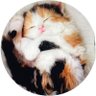 ねこしん's profile picture
