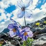 Profilbild von 青石 (BlueStone) Free Miles Guo