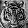 SahinBey profil fotoğrafı