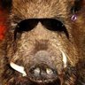 DzikiDzik's profile picture