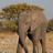 Bread and elephants's profile picture