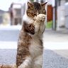 はるくま 的头像