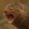 Mongoose, had enough of the rainbowkommies? 的头像
