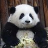 Profilbild von Suhin