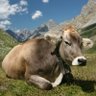 گاومشت حسن🐃's profile picture