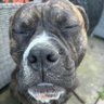 reillypeedoff profil fotoğrafı