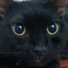 Giovanne's profile picture