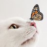 Simona 🇮🇹🐱's profile picture