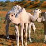 ناصر إبن الصحراء/Desert Man/KSA profil fotoğrafı