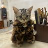 Cornelius Katinkus Mortengern profil fotoğrafı