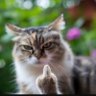Profilbild von Bulldozer