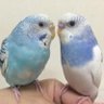 とりらび's profile picture