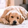 Codruț profil fotoğrafı