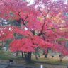 平成月光仮面's profile picture