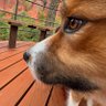 danarootz's profile picture