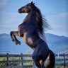 Why you should have a Horse's profile picture