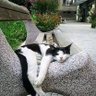 cat et nature's profile picture