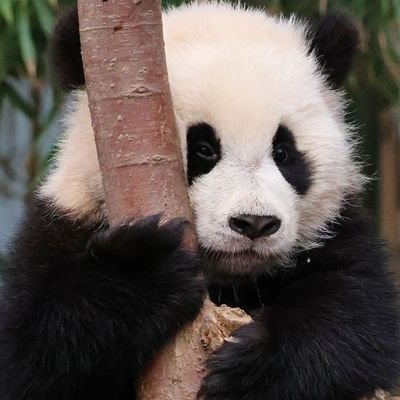 Koukou / こうこう🐼's profile picture