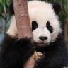 Koukou / こうこう🐼's profile picture