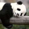 sj🐼 profil fotoğrafı