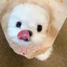 蛋卷zZ's profile picture