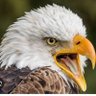 Profilbild von Bala 99