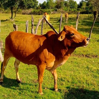SankeiSaitoti's profile picture