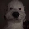 Profilbild von Dixie Normus