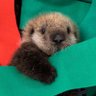 Muskrat (In Trench)'s profile picture