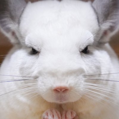 福🐭おこ顔チンチラ's profile picture