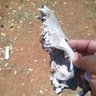 Nodumehlezi Ka Menzi's profile picture
