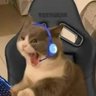 Profilbild von Cat785