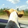 CGG's profile picture