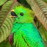 Oscar Quesada profil fotoğrafı