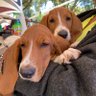 Kandid- Annie & Okey Rule. #BassetLife. 🚫DM’s's profile picture