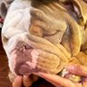 Pudgee profil fotoğrafı