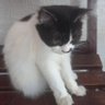 FafaFifi's profile picture