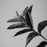 Power No.21° 的头像