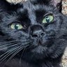 Фото профиля Chibs