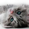 Grey_Katt's profile picture